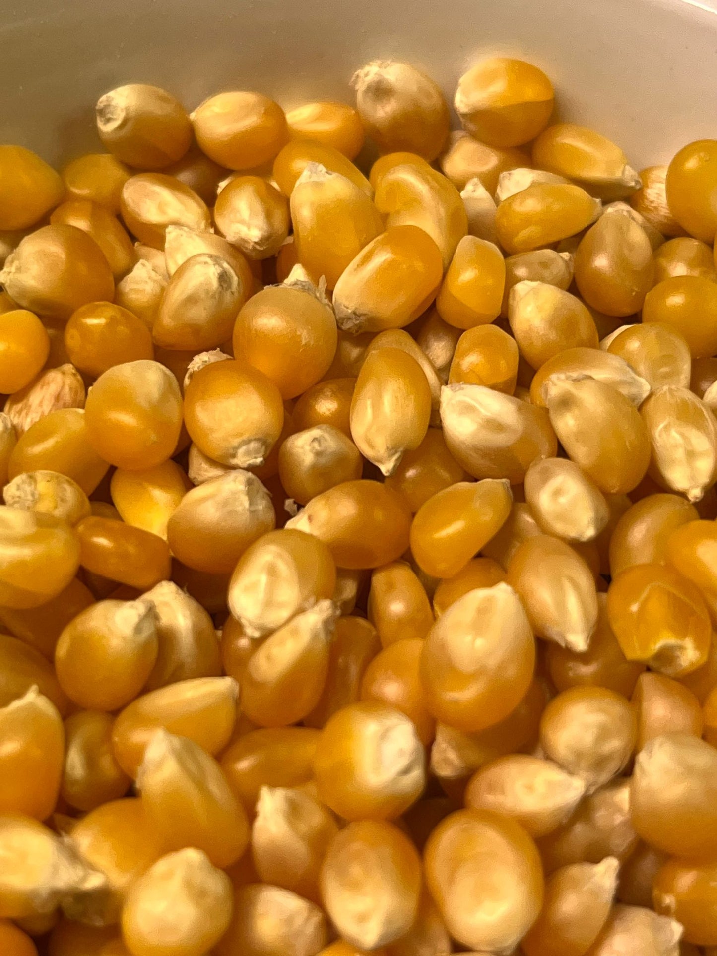 Organic Popcorn 100G